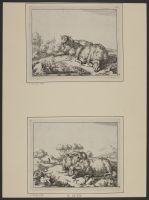 Two recumbent ewes