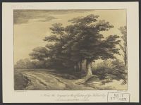 Wooded landscape with path
