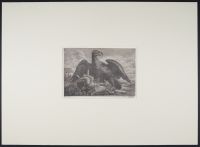 An eagle and a hare