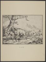 Boar attacked by hounds