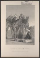A Group of camels at Smyrna