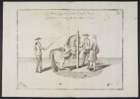 Equestrian study - courbette right on the volte