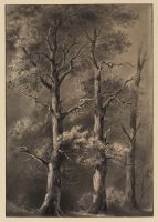 Three trees in a wood