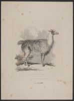 The Alpacos (alpaca)