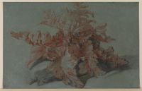 Plant study