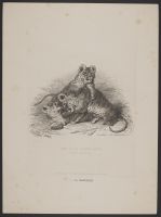 The Lion Tiger Cubs