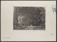 Langdon Woods, Devon