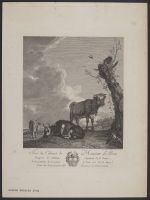 A young bull and two cows in a field