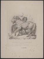 The Calmuc or Little Russian Horse