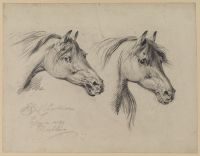 Two horses' heads