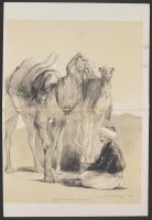 Camels, sketched at Smyrna