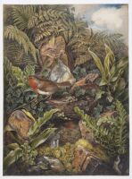 Two robins and their nest amongst foliage 