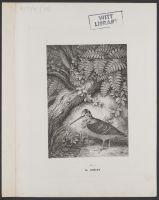 Woodcock