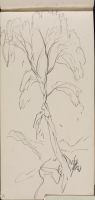Study of a Tree