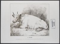 Cow reclining