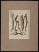 Studies of legs