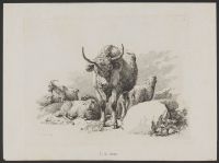 Studies of a Bull, a Ram, and Sheep in a Landscape (plate 12)