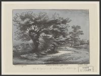 Landscape with Trees and Fence