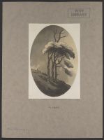 Tree study