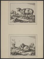 A ewe in a landscape, suckling her lamb