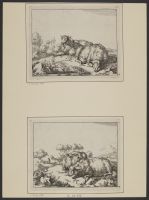 Two recumbent ewes