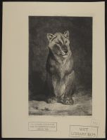 Lionne du Senegal