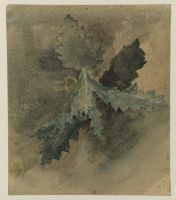Study of a thistle (recto)