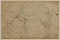 Study of a horse