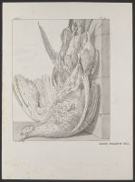Still Life with Dead Birds