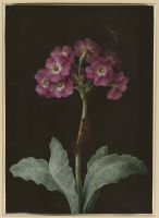 Primula with caterpillar on its stalk and dragonfly