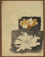Studies of flowers