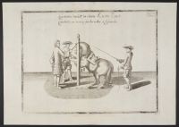 Equestrian study - courbette left on the volte