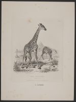 The Giraffe