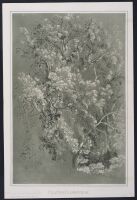 Study of trees with green background