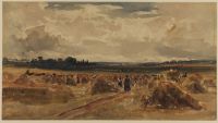Cornfield