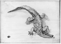 Crocodile and frog