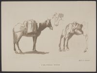 Studies of Pack-horses