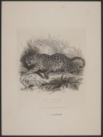 The Jaguar