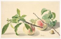 Still life with peaches and hazelnuts