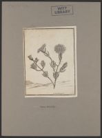 Botanical print