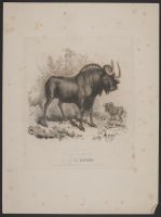 Gnu (or wildebeest)
