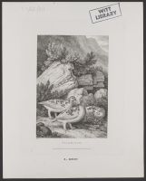 Ptarmigan