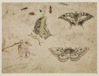 Study of insects, three butterflies and flowers