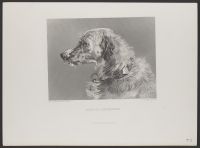 Head of a Deerhound