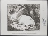 Sleeping cow