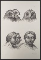 Three male human heads and three owl heads
