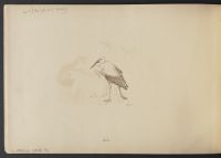 The Stork