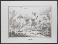 Two dogs in landscape