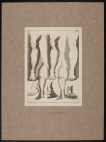 Studies of legs