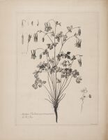 Aquilegia Canadensis (Columbine)